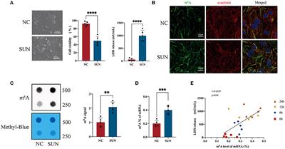 Alteration of N6-Methyladenosine mRNA Methylation in a Human Stem Cell-Derived Cardiomyocyte Model of Tyrosine Kinase Inhibitor-Induced Cardiotoxicity